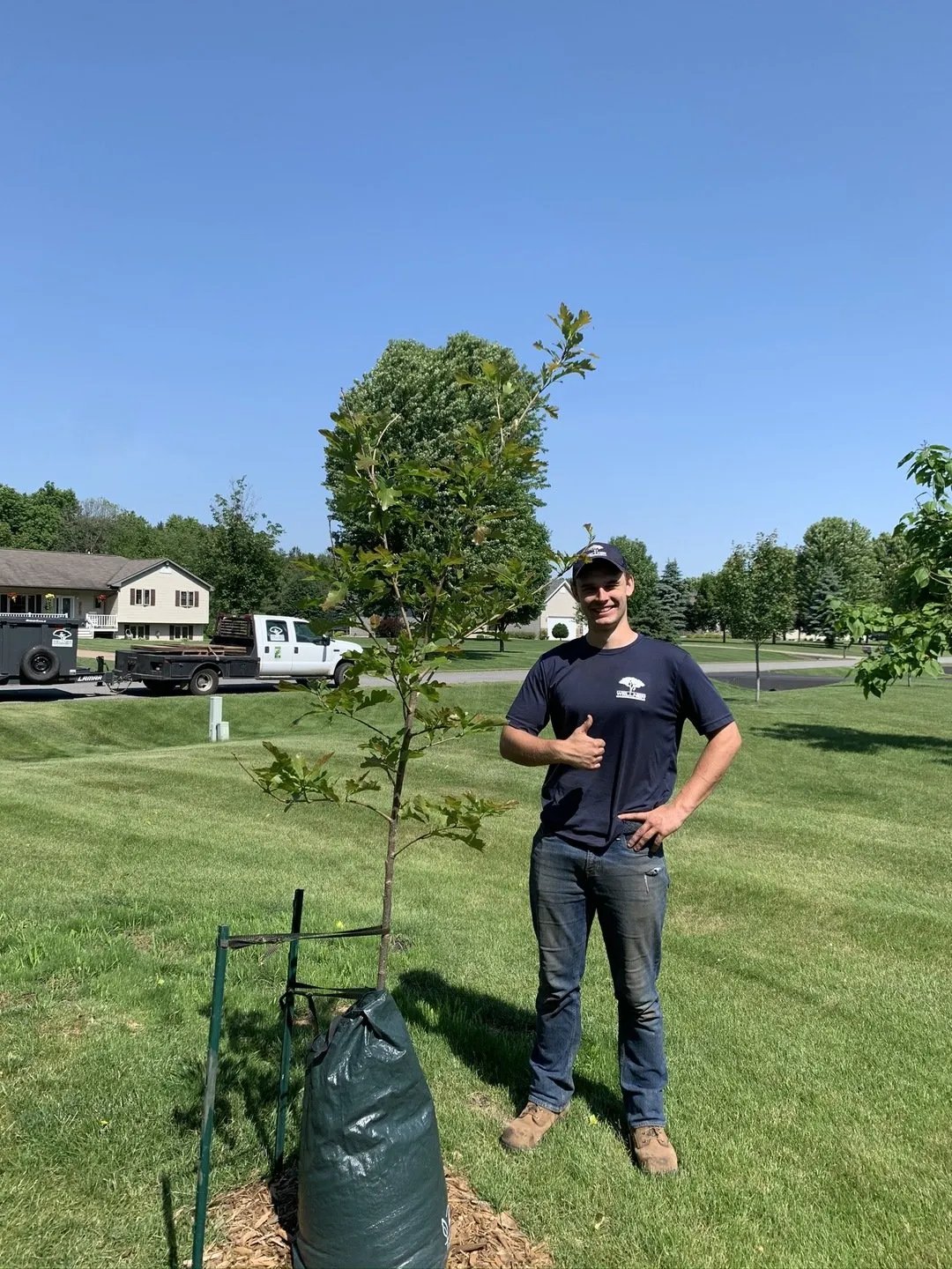Wellner Arboriculture tree service project