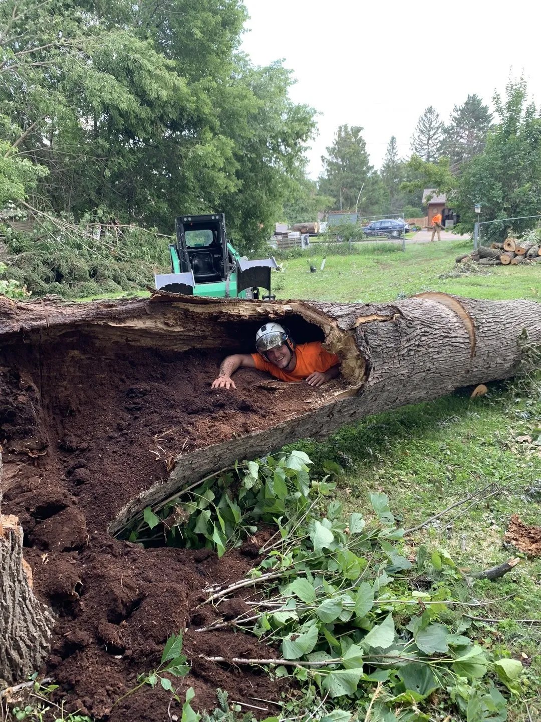 Wellner Arboriculture tree service project
