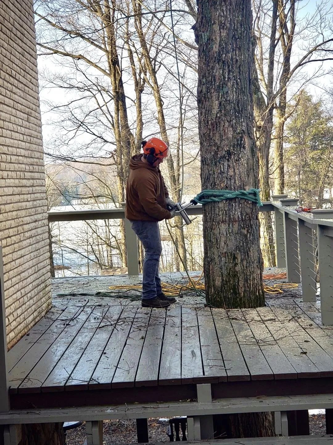 Wellner Arboriculture tree service project